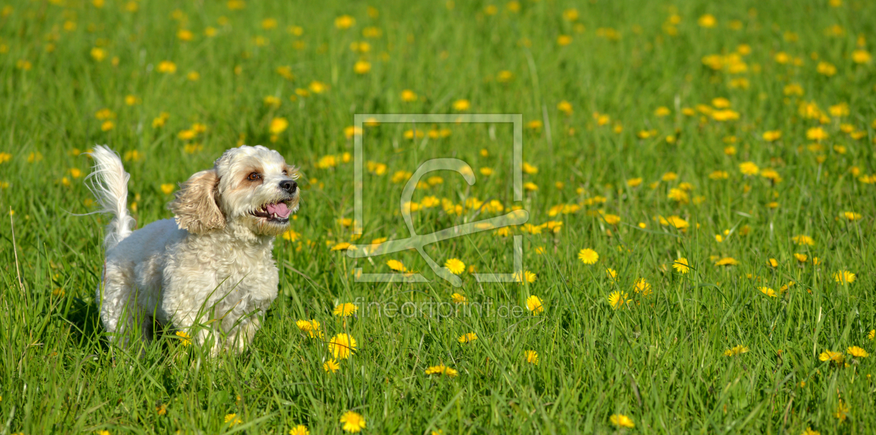 Bild-Nr.: 11848413 Hund auf Frühlingswiese erstellt von Rebel