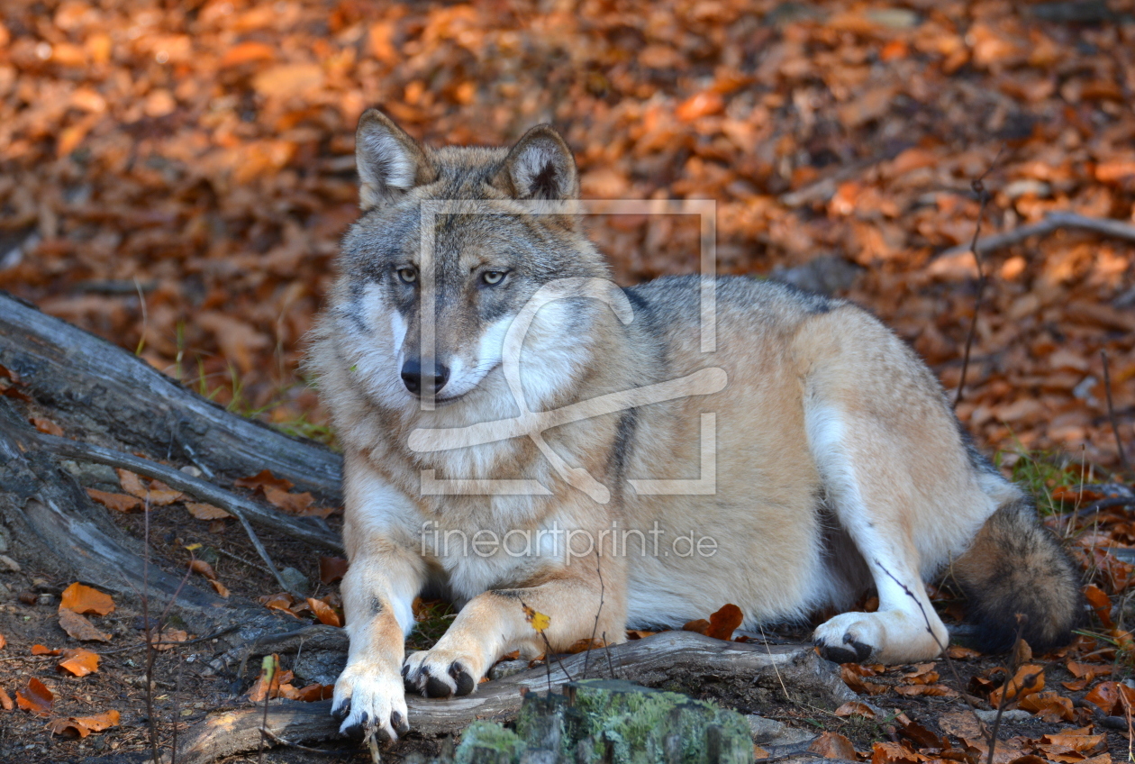 Bild-Nr.: 11848693 Der Wolf erstellt von GUGIGEI