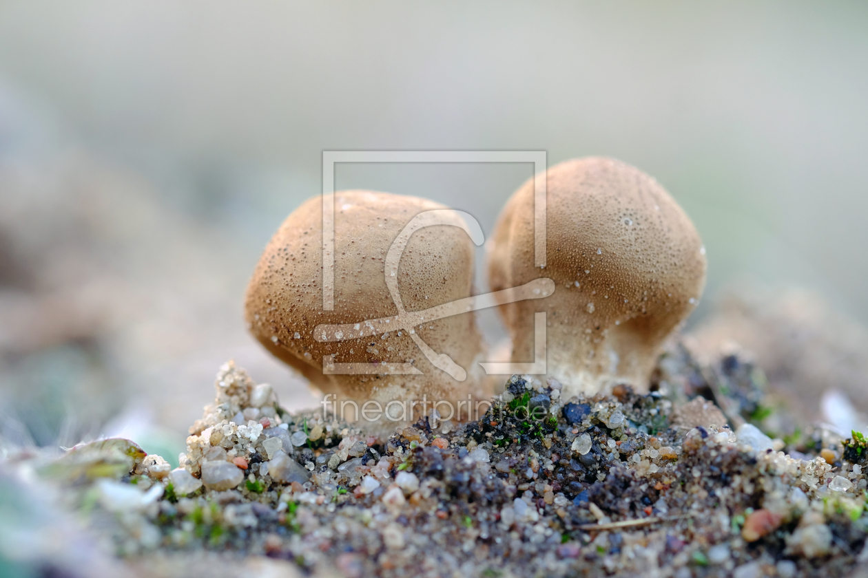 Bild-Nr.: 11848771 Pilze auf kargem Land erstellt von Ostfriese