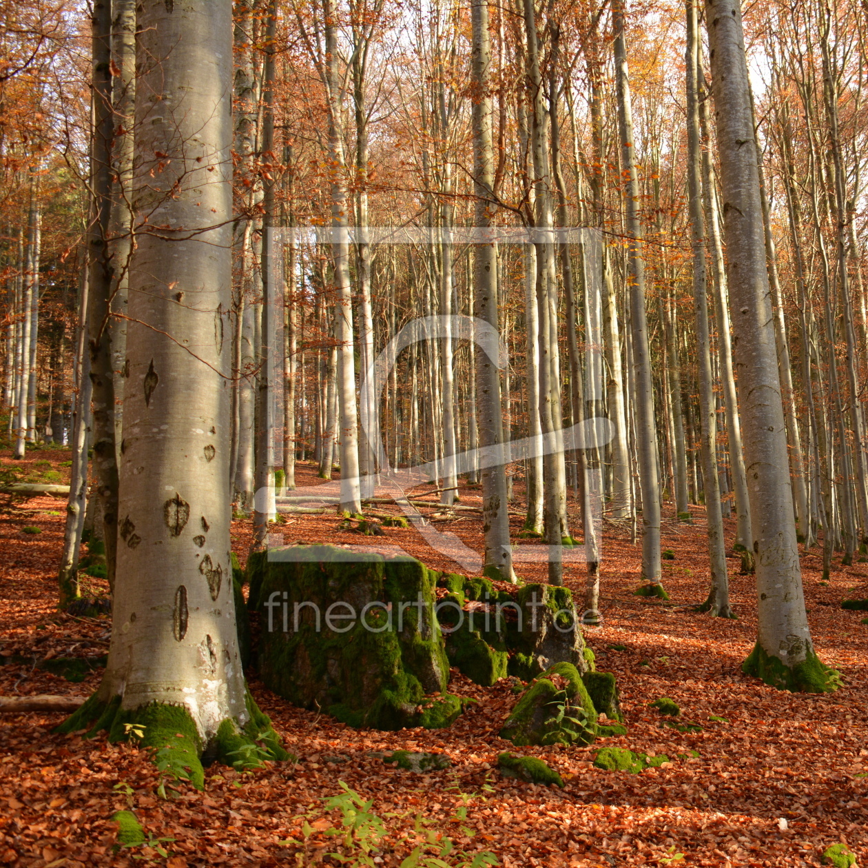 Bild-Nr.: 11849249 Grüner Fels im Wald erstellt von GUGIGEI