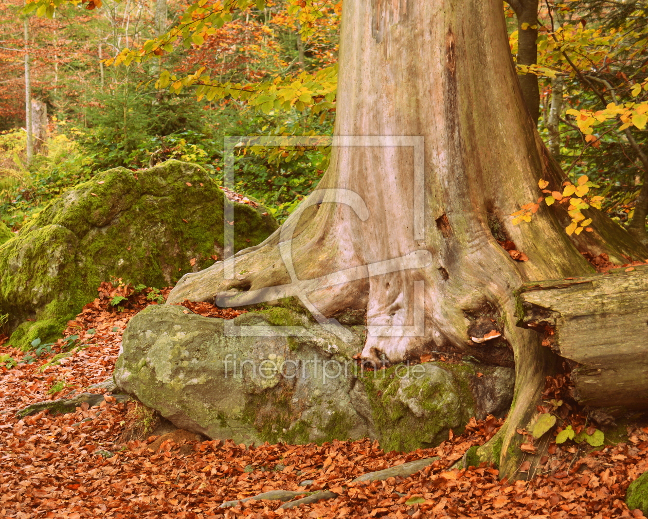 Bild-Nr.: 11849265 mein Freund der Baum erstellt von GUGIGEI