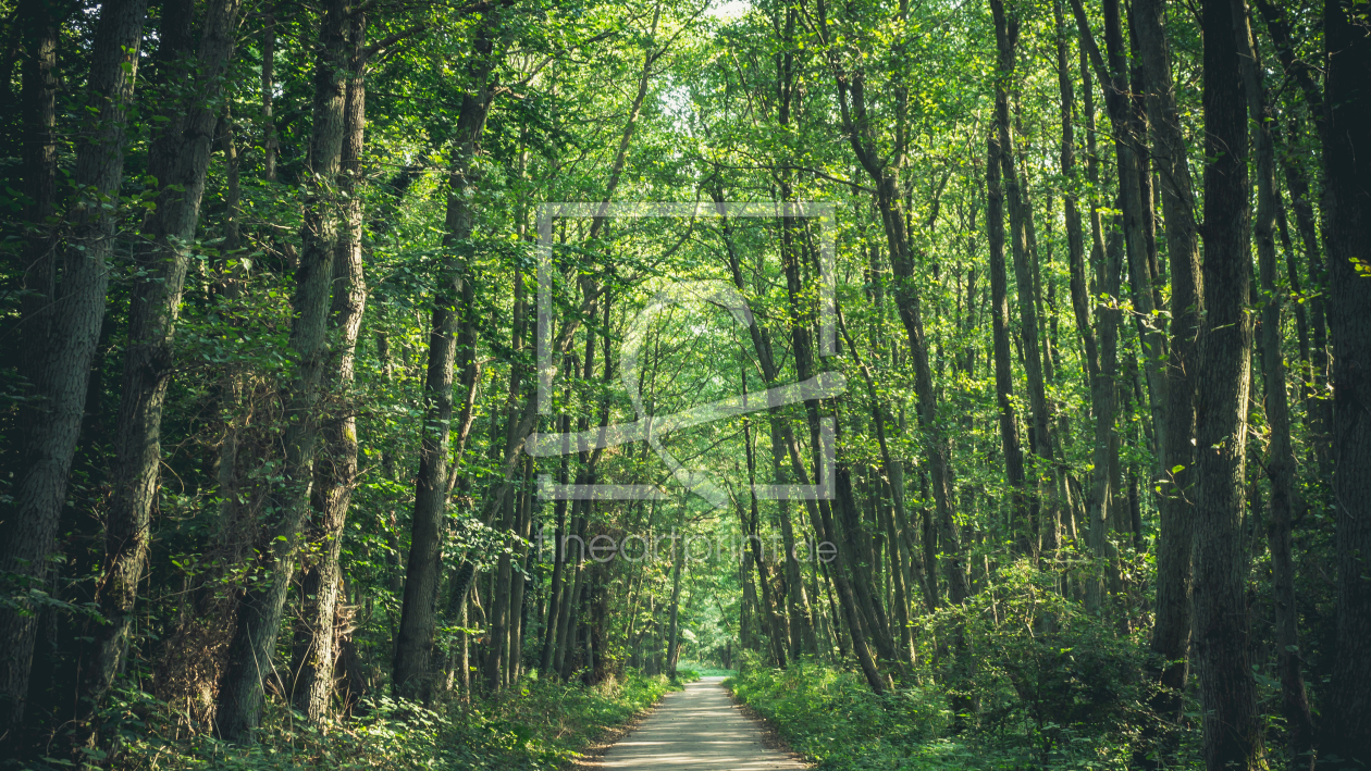 Bild-Nr.: 11849367 Darßer Urwald erstellt von Mohr-Moments-Photography