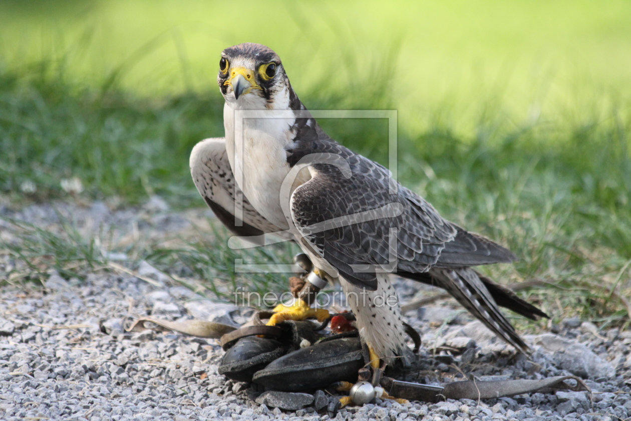 Bild-Nr.: 11849403 Falke Bild-Nr.: 11849403 Falke erstellt von KundenNr-326623