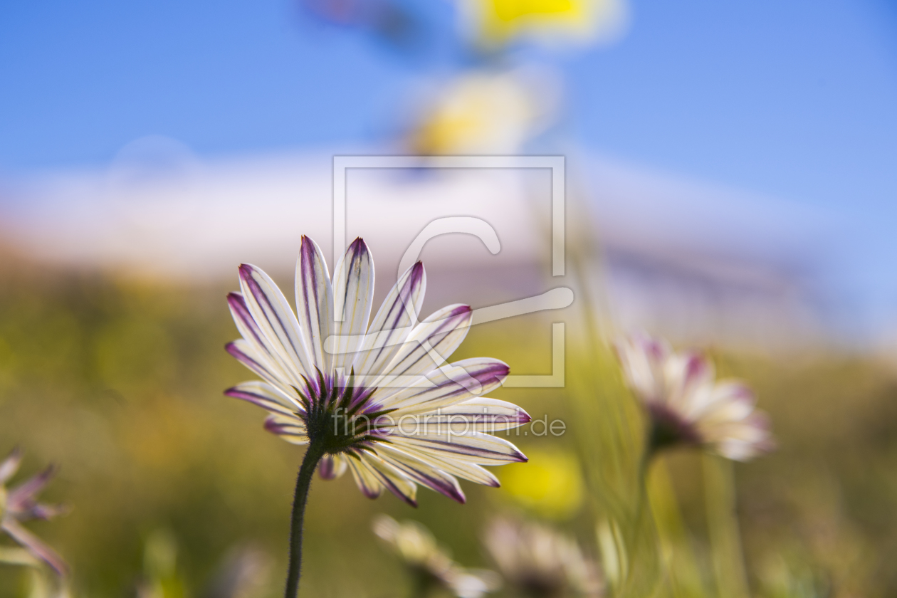 Bild-Nr.: 11849995 Flowerpower erstellt von Günter  Lenz