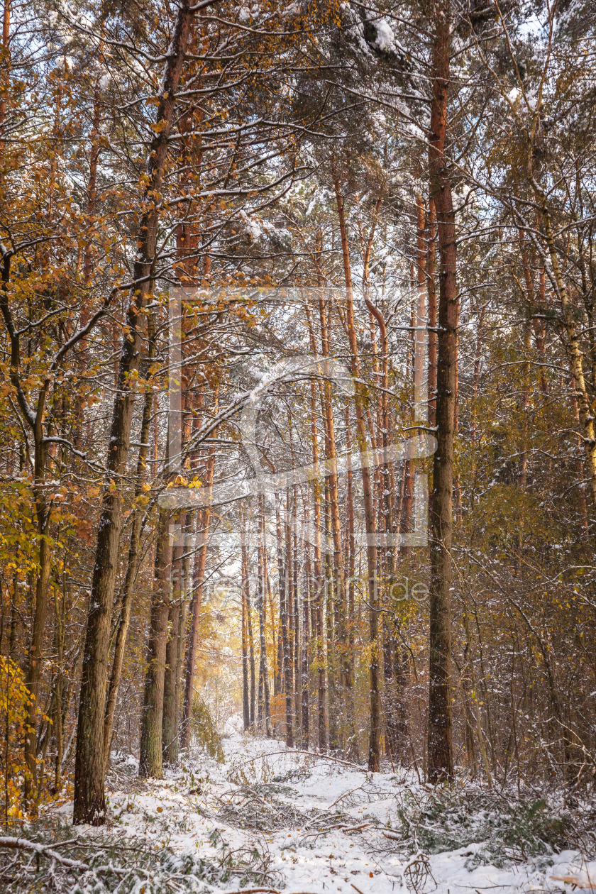 Bild-Nr.: 11850313 Winter im Herbst erstellt von FotoDeHRO