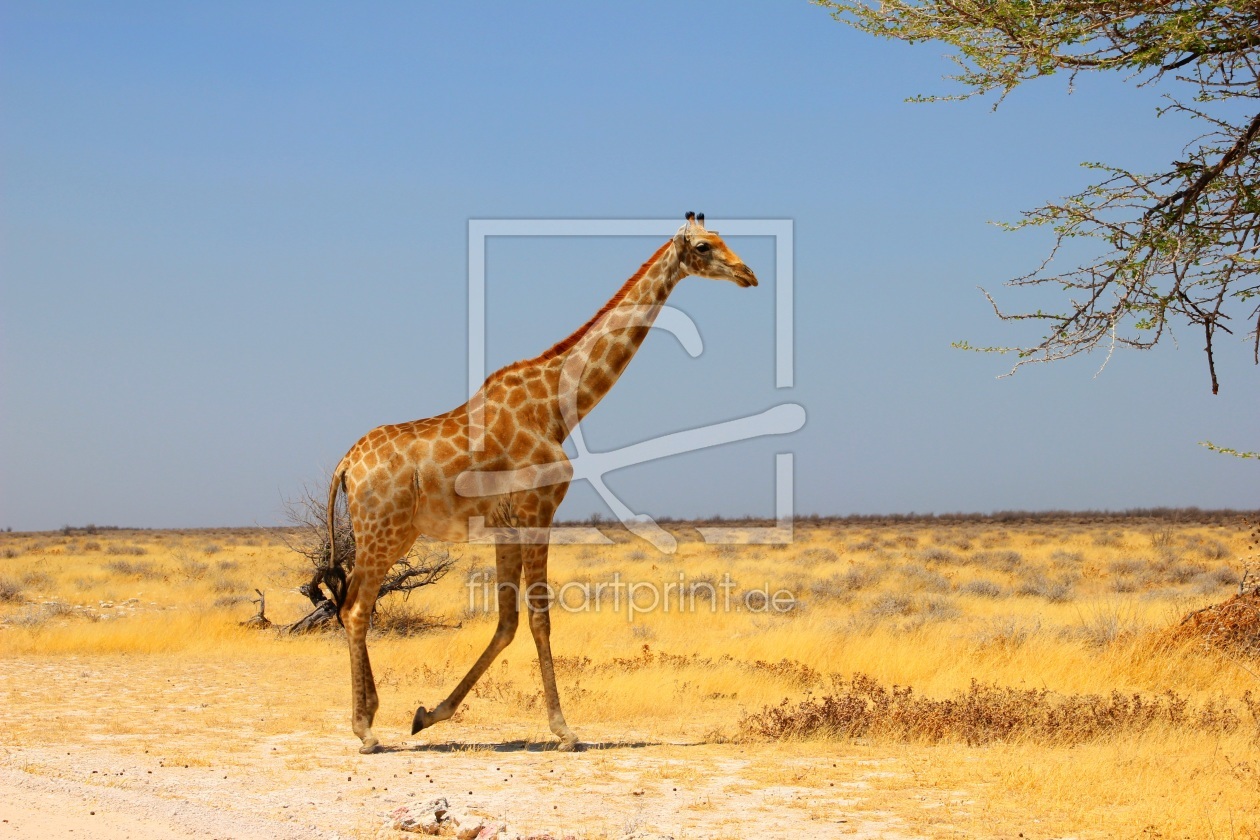 Bild-Nr.: 11850581 Giraffe erstellt von det-mil
