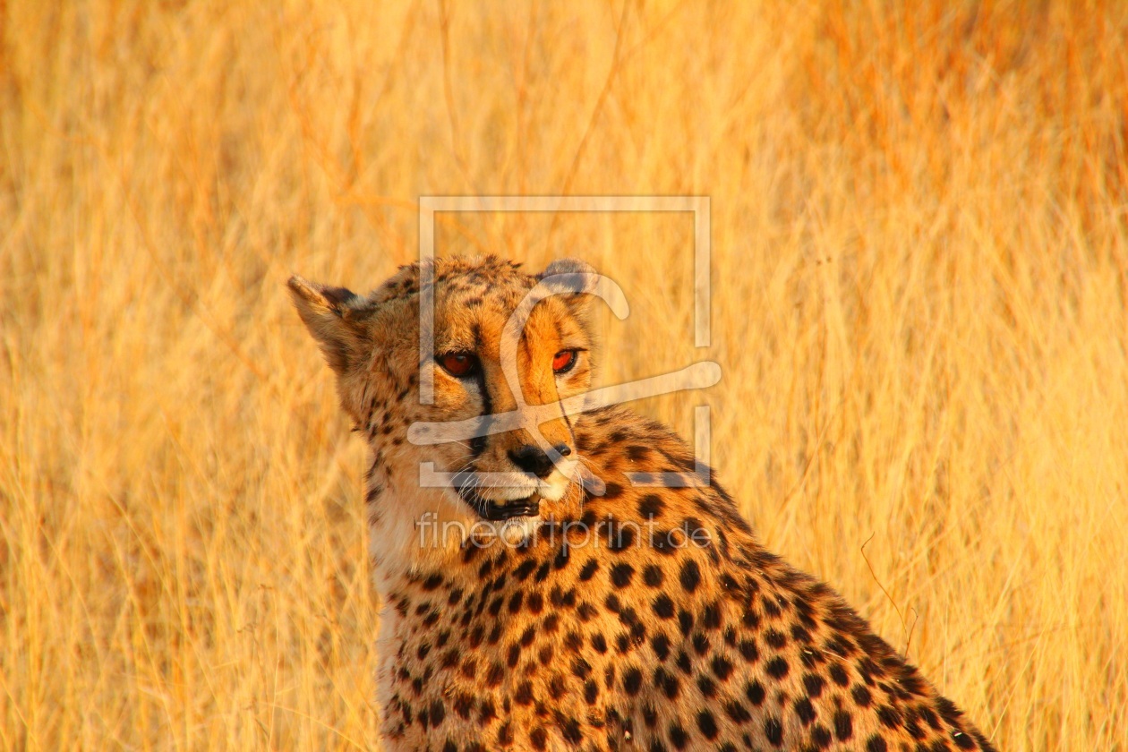 Bild-Nr.: 11850641 Gepard Bild-Nr.: 11850641 Gepard erstellt von det-mil
