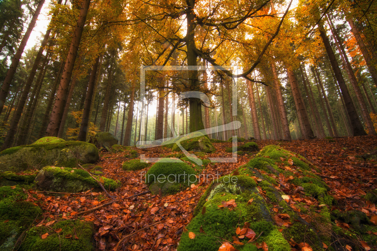 Bild-Nr.: 11851123 Der Baum im Wald erstellt von sh-picture