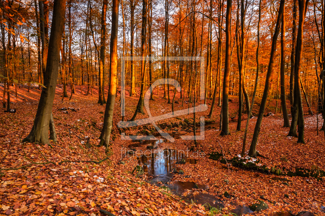 Bild-Nr.: 11851195 Wald im Kupferglanz erstellt von Ursula Reins