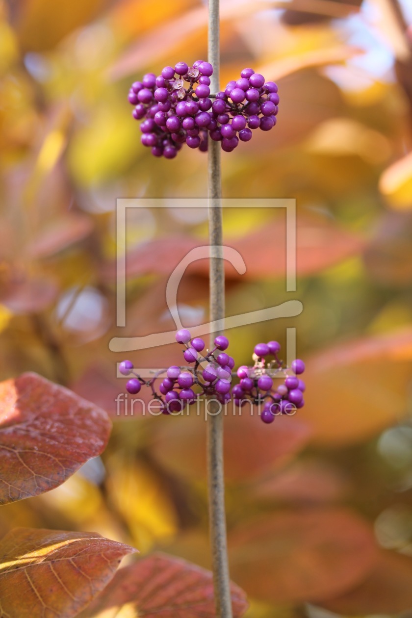 Bild-Nr.: 11851609 Herbstfarben erstellt von margoscha08