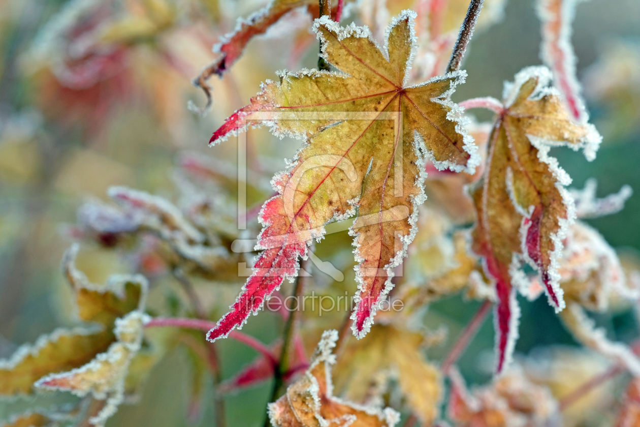 Bild-Nr.: 11851617 Ahornwinterblätter erstellt von Ostfriese