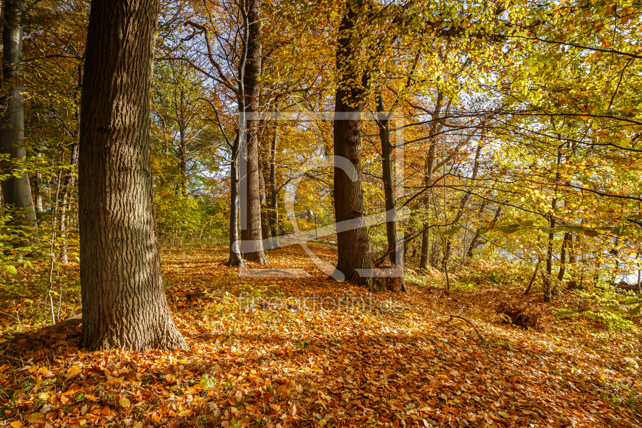 Bild-Nr.: 11851957 HerbstBühne erstellt von Ursula Reins