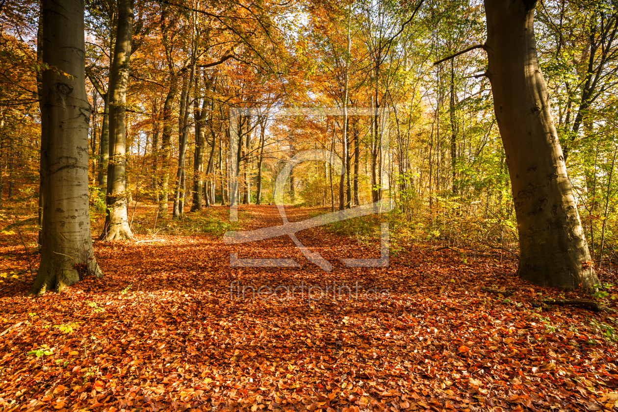 Bild-Nr.: 11852566 Goldener Herbst erstellt von Ursula Reins