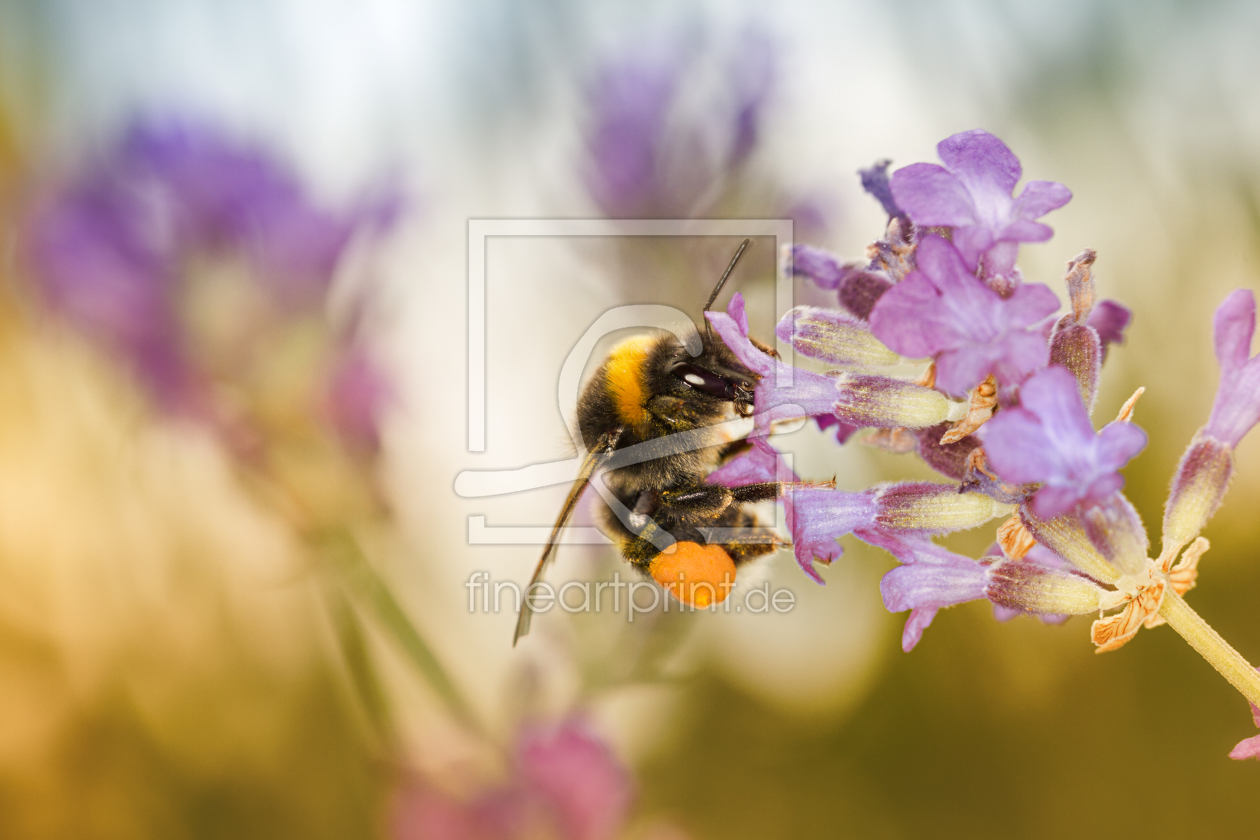 Bild-Nr.: 11852610 Fleißige Hummel erstellt von PassionPhotography