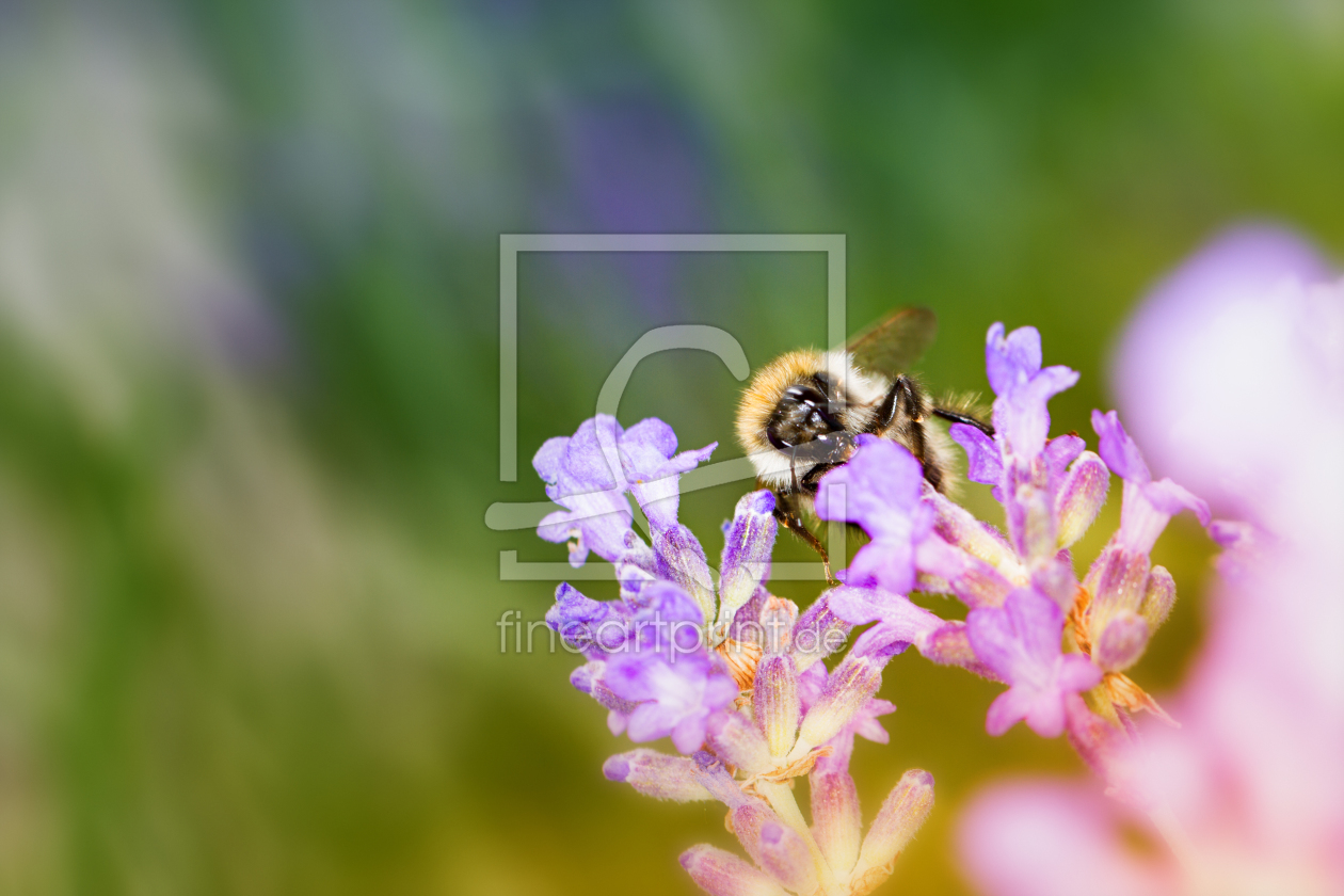 Bild-Nr.: 11852613 Hummel-Portrait erstellt von PassionPhotography