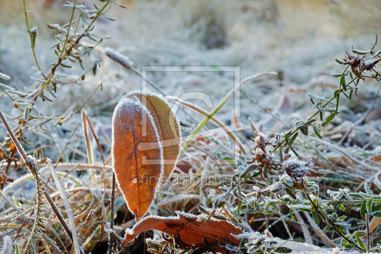 Bild-Nr.: 11852684 Wintermorgen erstellt von Ostfriese