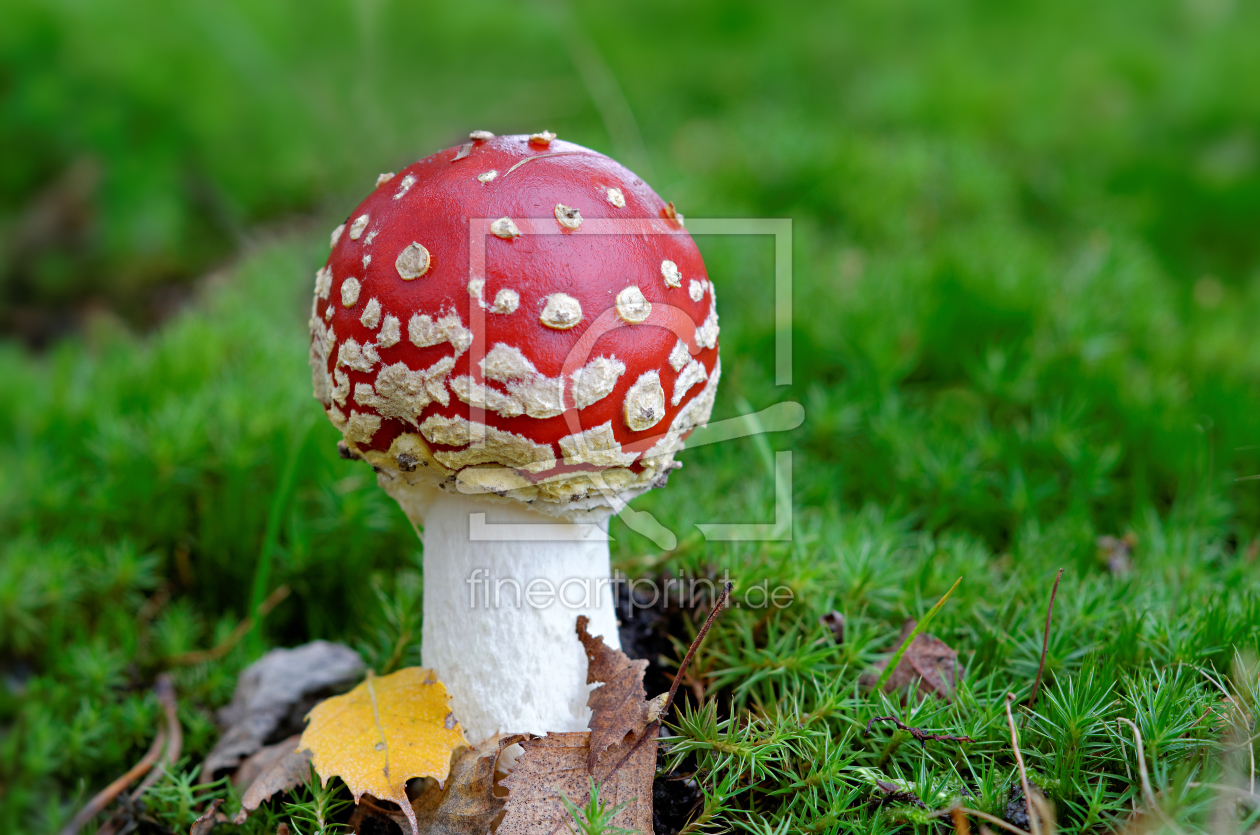 Bild-Nr.: 11852785 Fliegenpilz erstellt von Rolf Eschbach