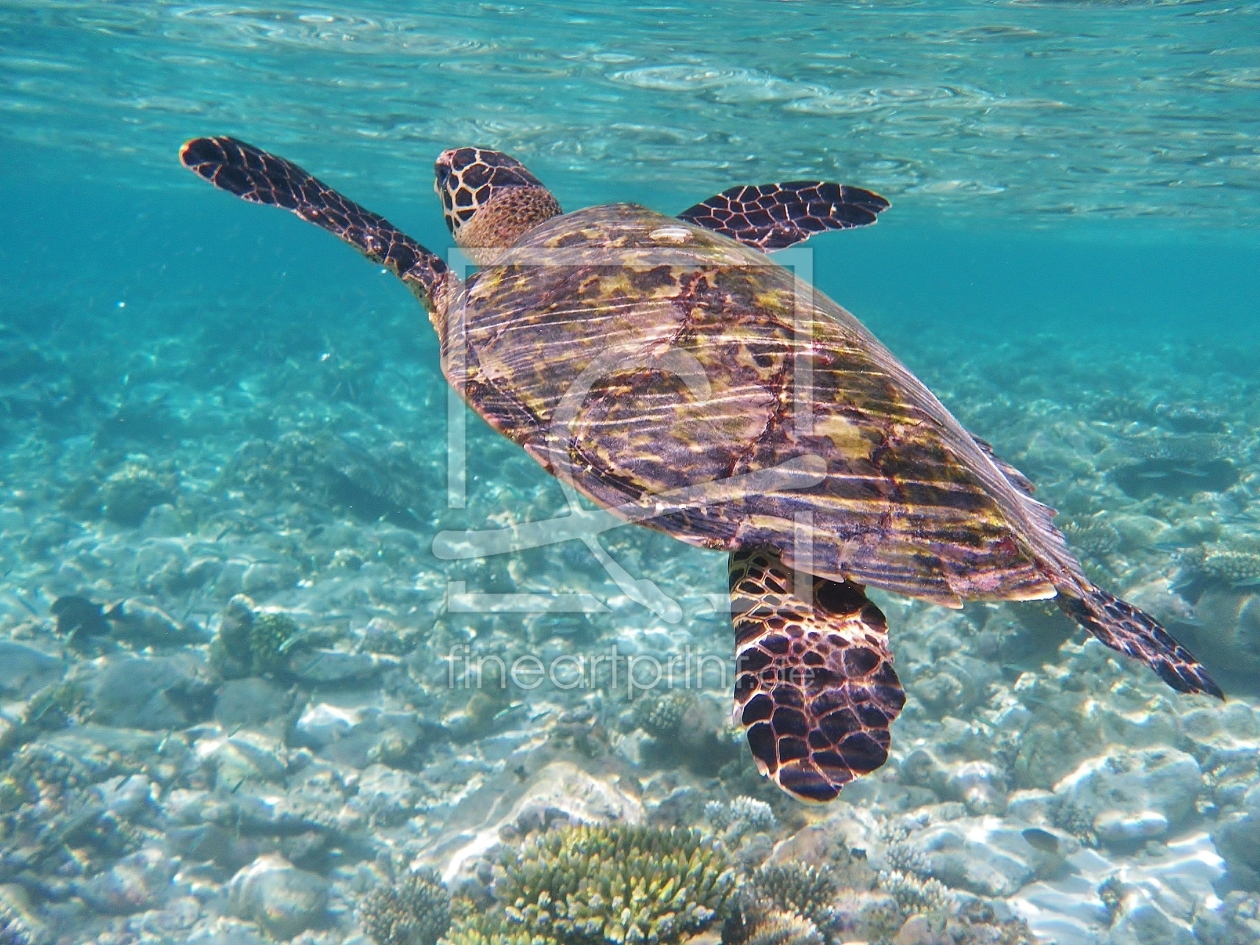 Bild-Nr.: 11852812 Meeresschildkröte Wasserschildkröte erstellt von DiZi
