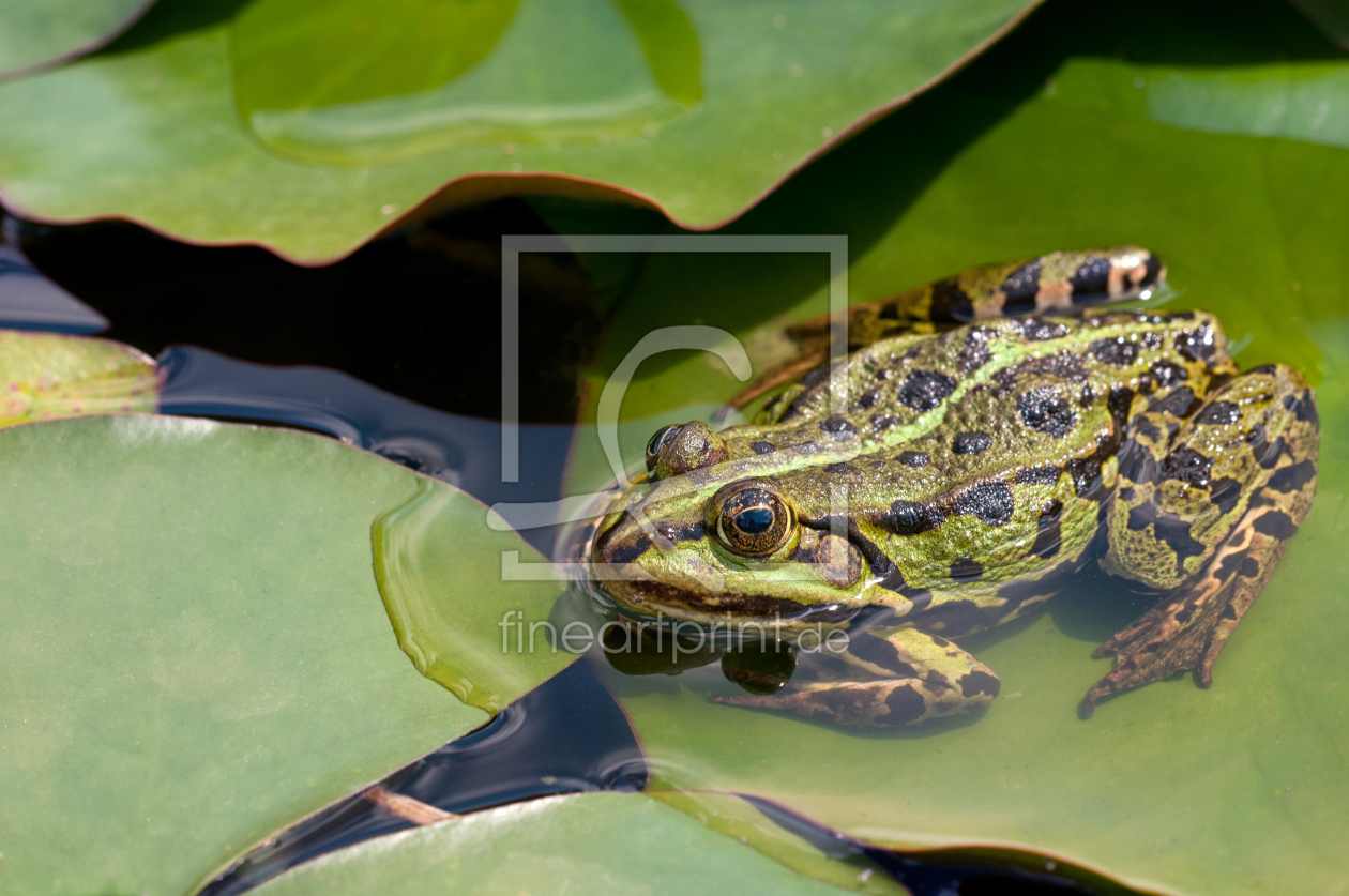 Bild-Nr.: 11852824 Wasserfrosch erstellt von Rebel