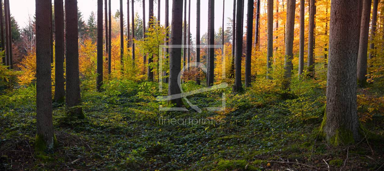 Bild-Nr.: 11853632 Herbstwald erstellt von SusaZoom