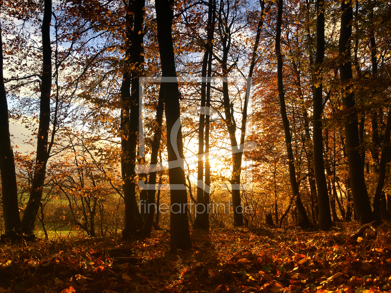 Bild-Nr.: 11853884 Herbstspaziergang erstellt von Tanja Riedel