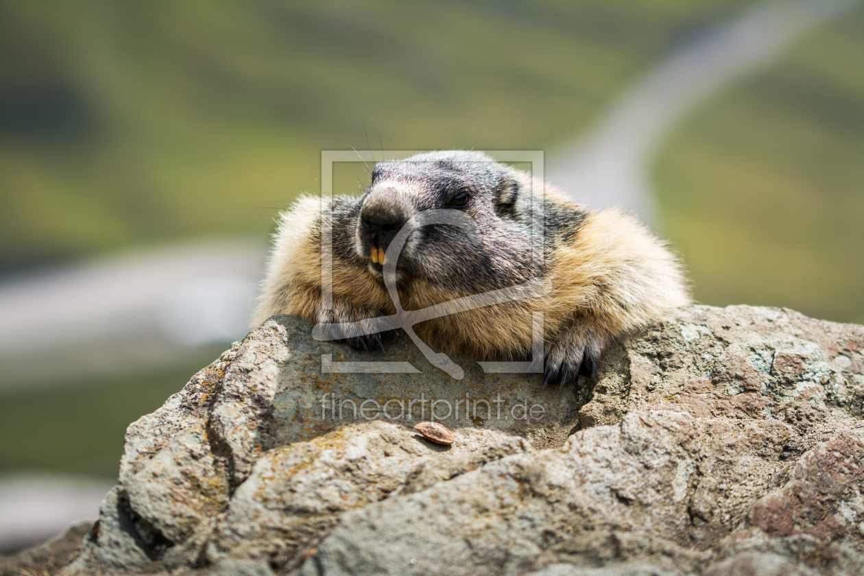 Bild-Nr.: 11854160 Wachsamkeit erstellt von AlenaTerbachFotografie