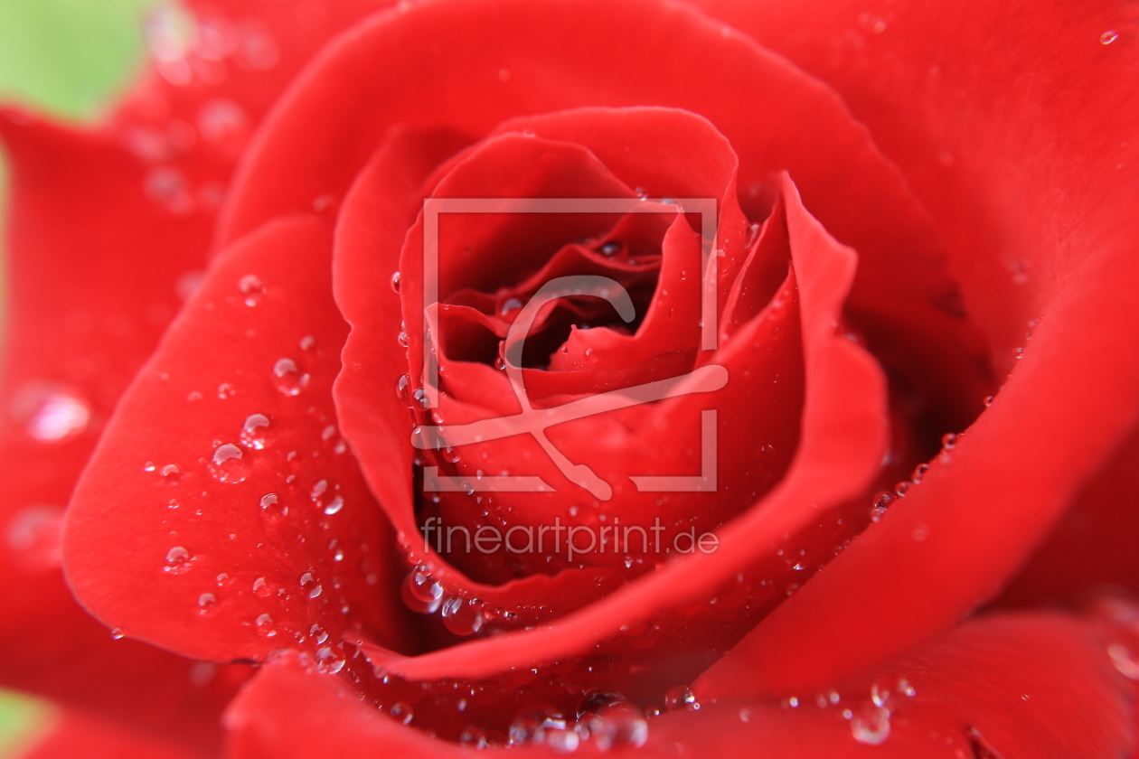 Bild-Nr.: 11854348 Wasserrose erstellt von KundenNr-326171