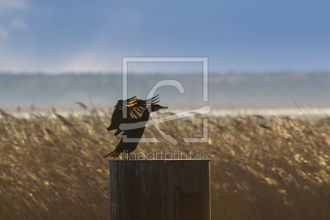 Bild-Nr.: 11854389 Magier des Lichts - Vogel erstellt von luxpediation