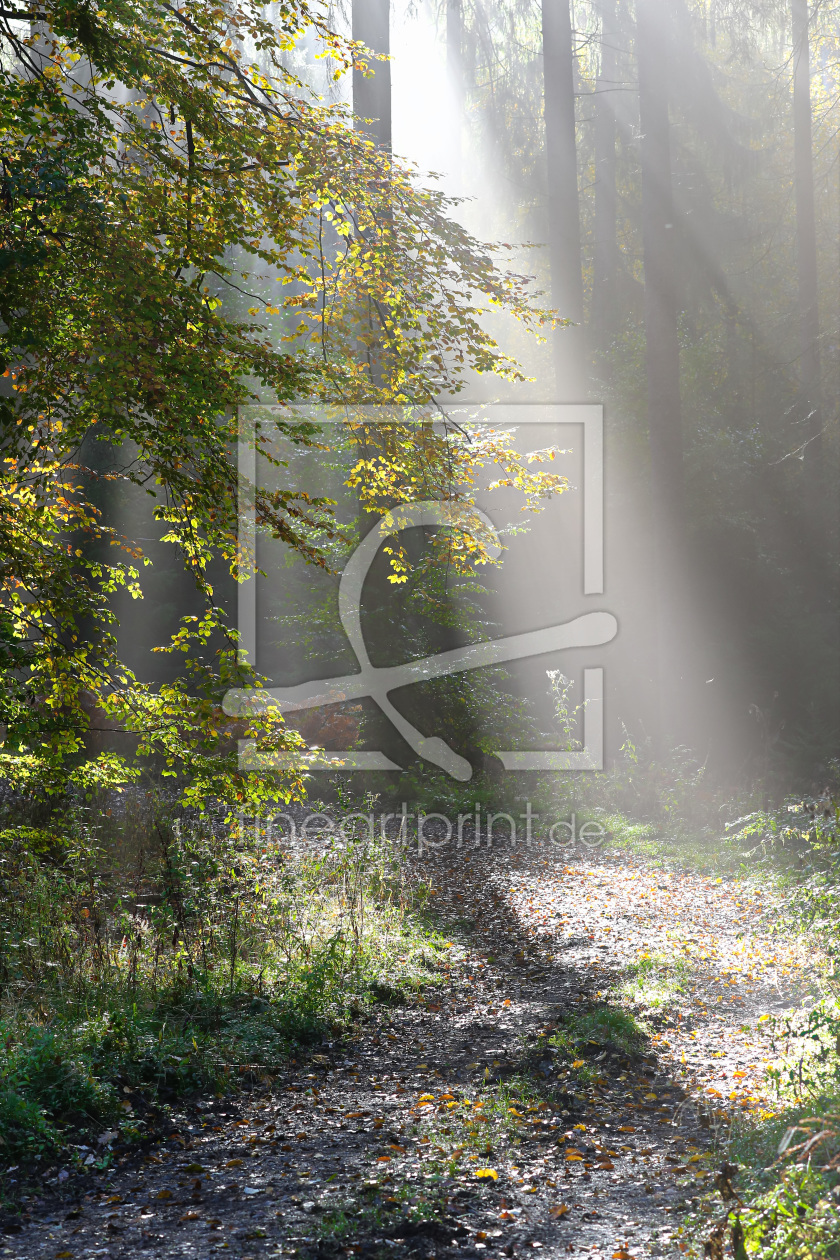 Bild-Nr.: 11854653 Morgens im Wald erstellt von falconer59