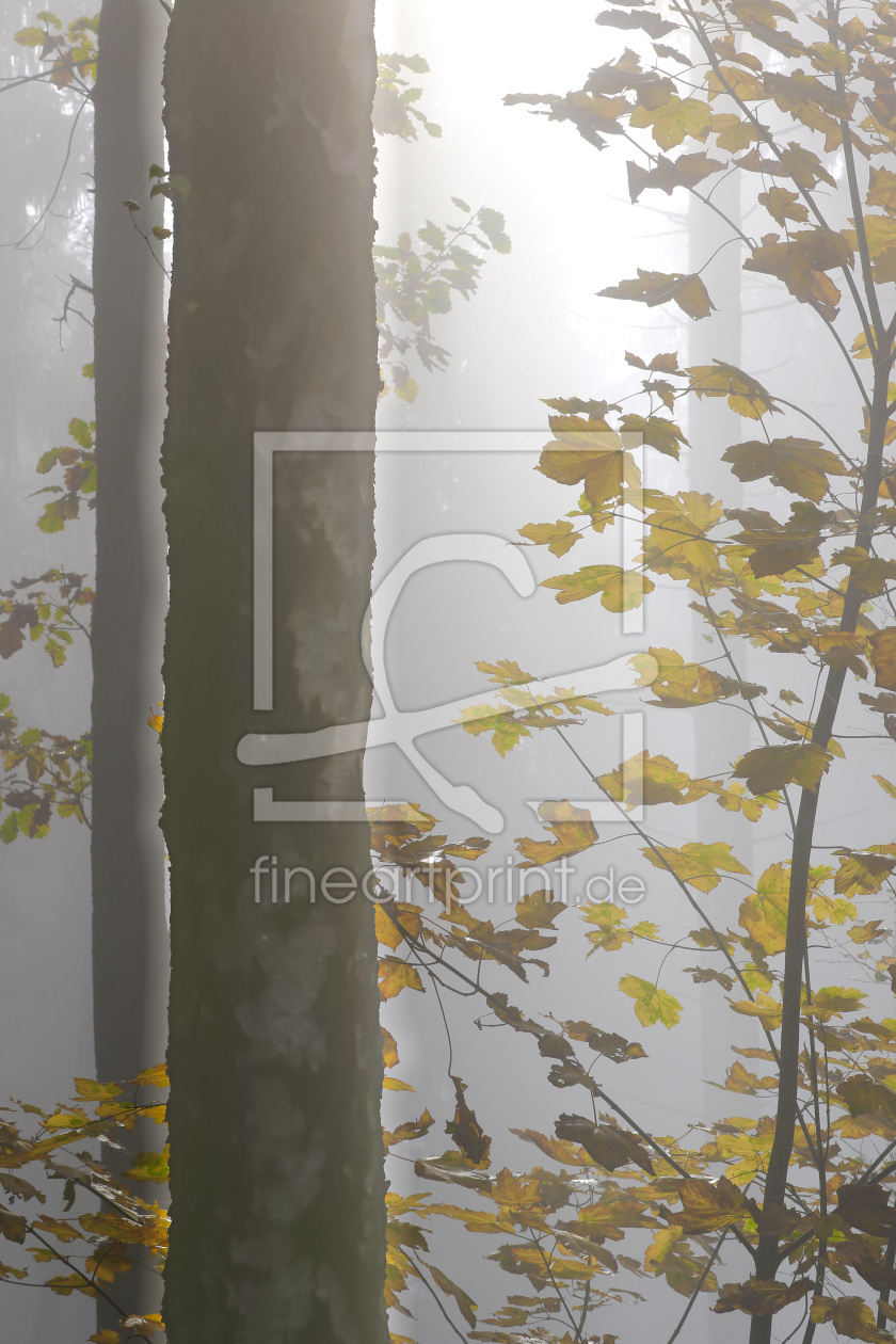 Bild-Nr.: 11854879 Herbstwald 3 Bild-Nr.: 11854879 Herbstwald 3 erstellt von falconer59