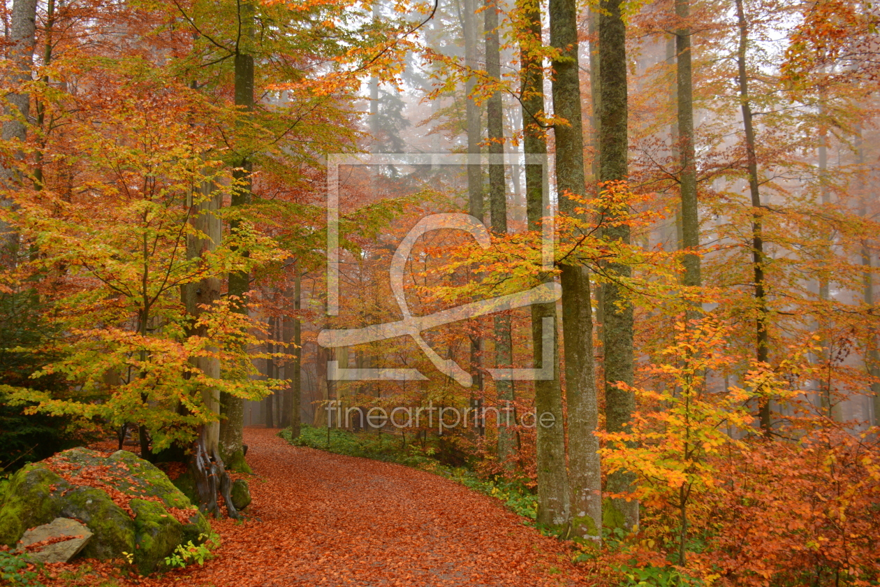Bild-Nr.: 11854951 Unterwegs im Herbstwald Bild-Nr.: 11854951 Unterwegs im Herbstwald erstellt von GUGIGEI