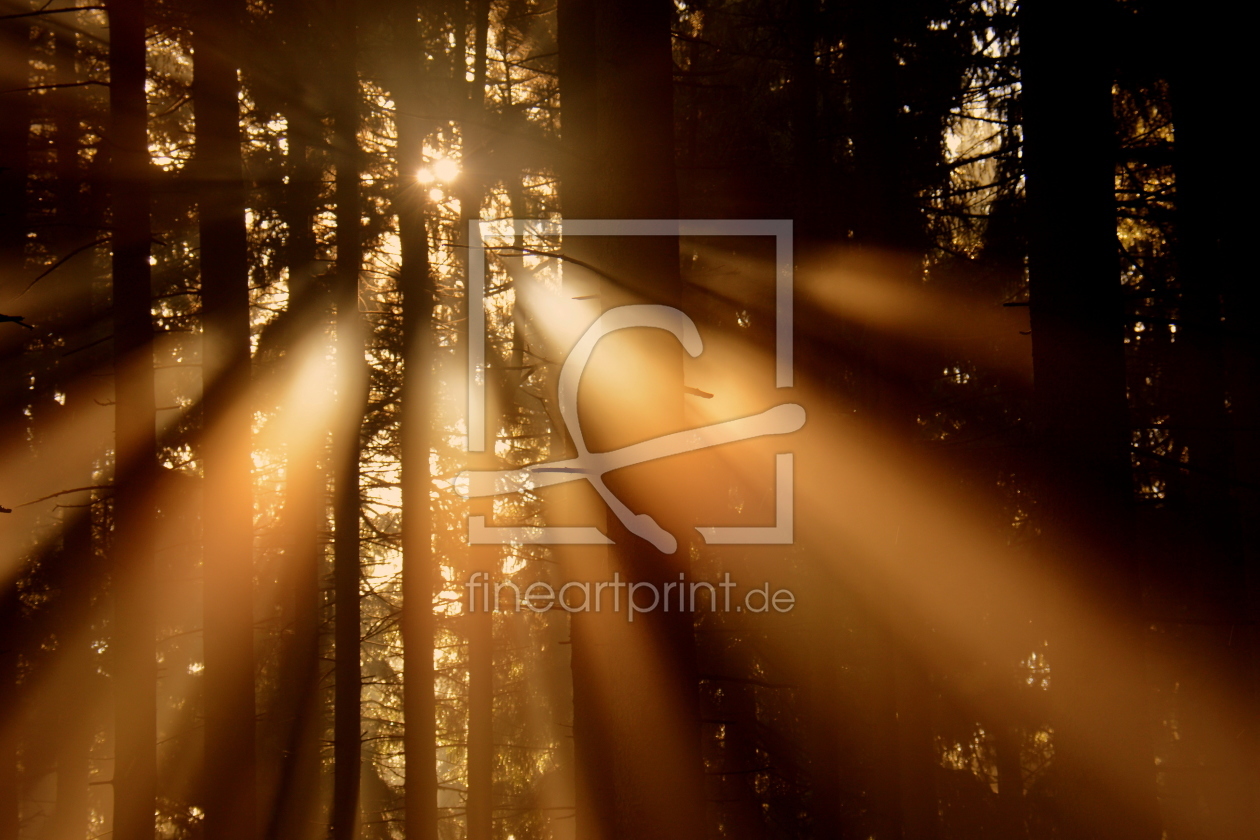 Bild-Nr.: 11855143 Sonne im Wald Bild-Nr.: 11855143 Sonne im Wald erstellt von GUGIGEI