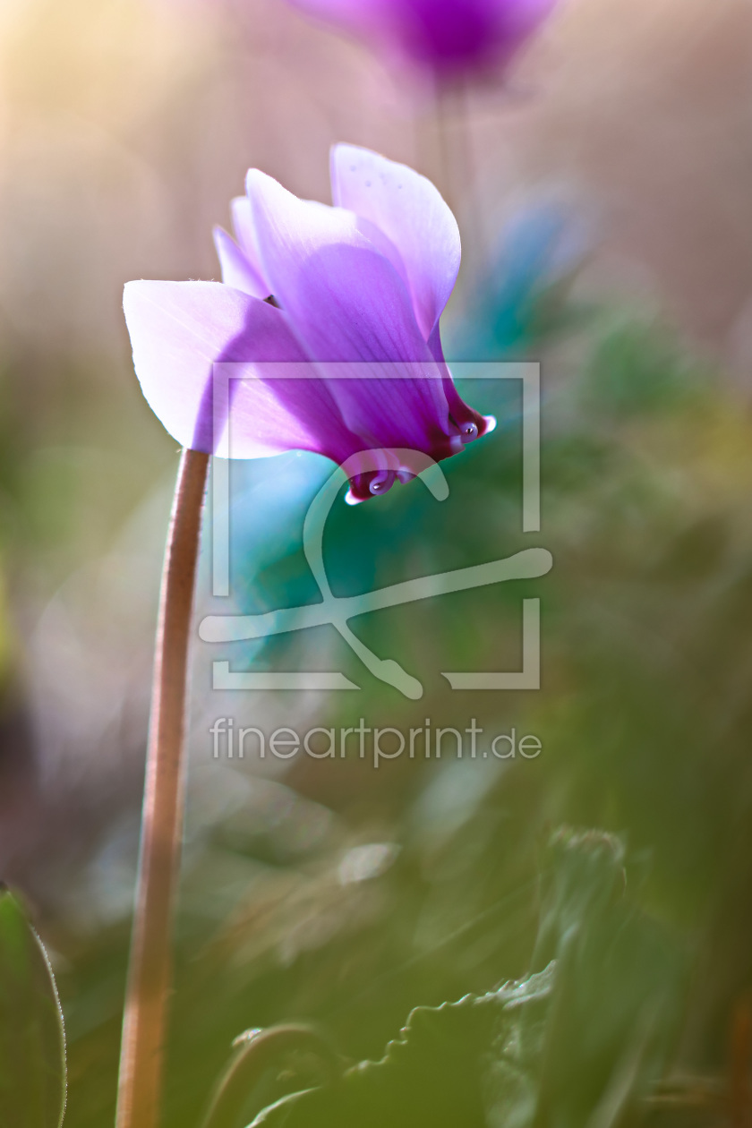 Bild-Nr.: 11855211 Cyclamen Bild-Nr.: 11855211 Cyclamen erstellt von falconer59