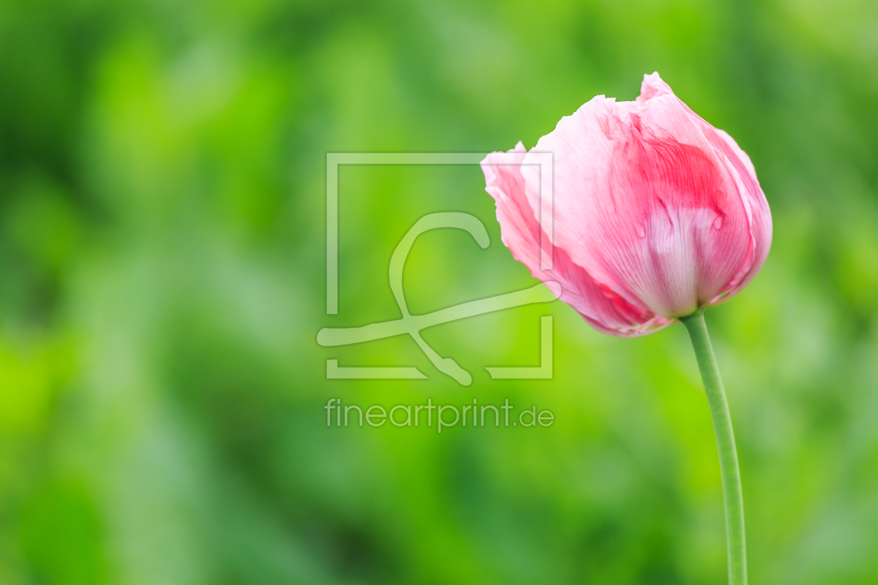 Bild-Nr.: 11855506 Mohnblume am Wegesrand Bild-Nr.: 11855506 Mohnblume am Wegesrand erstellt von Naumann, Uwe