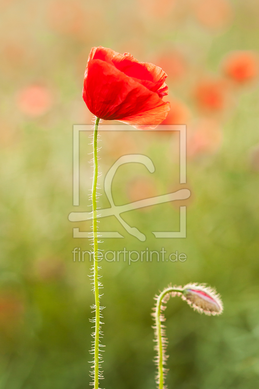 Bild-Nr.: 11855510 Mohnblüten erstellt von Uwe Naumann