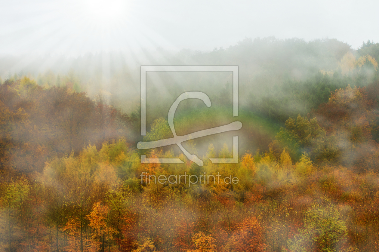 Bild-Nr.: 11855851 Herbstwald Bild-Nr.: 11855851 Herbstwald erstellt von Riedel, Tanja