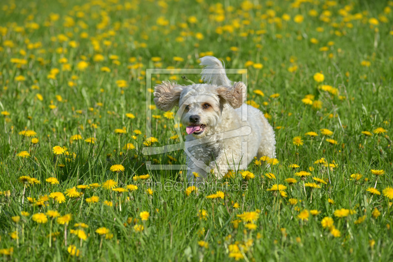 Bild-Nr.: 11856522 endlich Frühling erstellt von Rebel