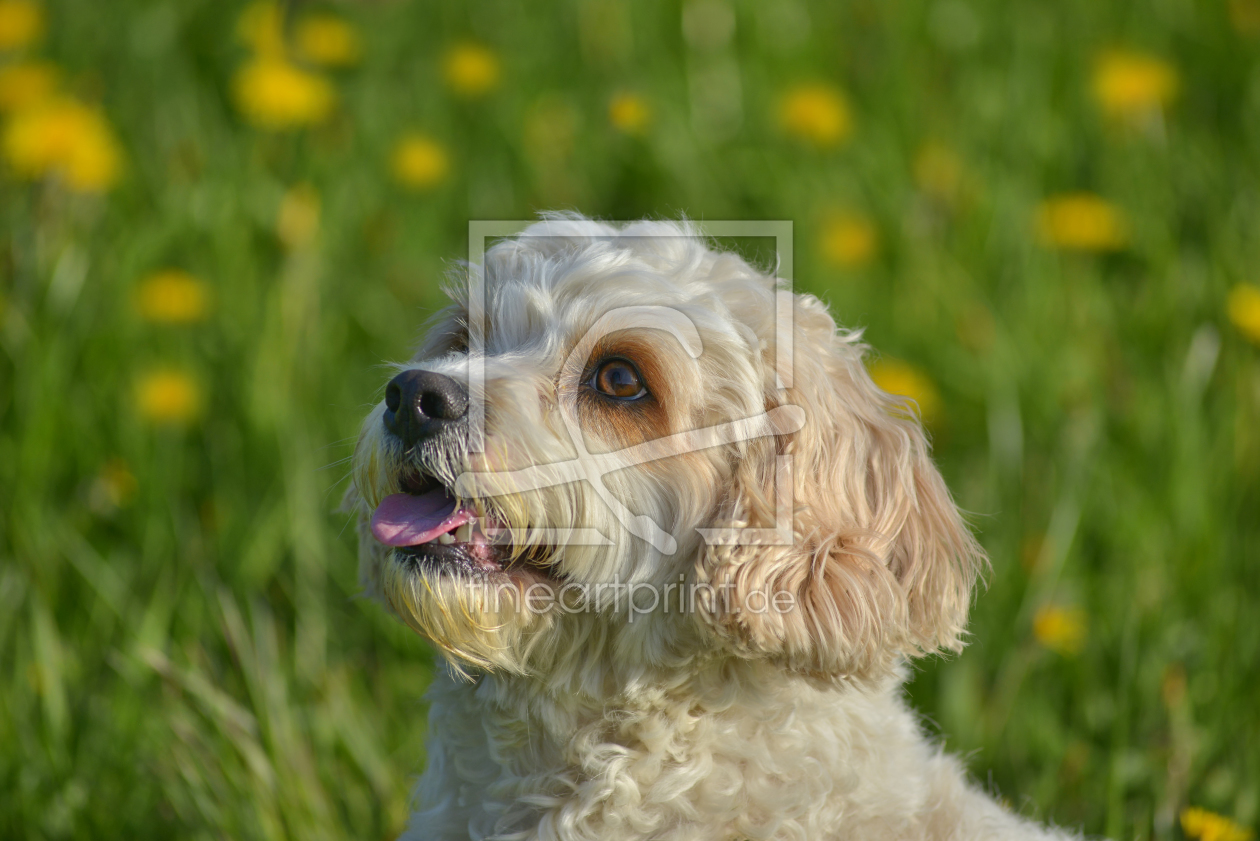 Bild-Nr.: 11856526 kleiner weißer Hund erstellt von Rebel