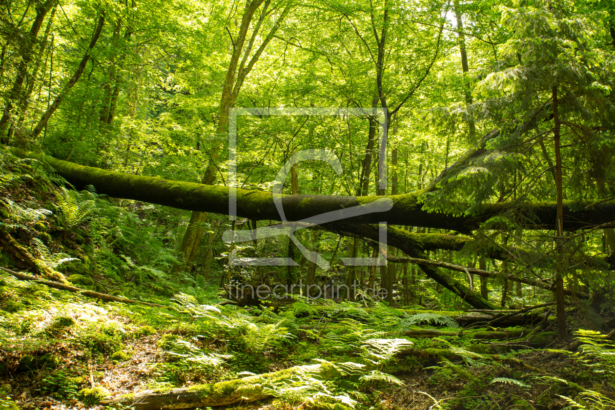 Bild-Nr.: 11856853 Gesunder Wald im Sommer erstellt von Guenter Purin