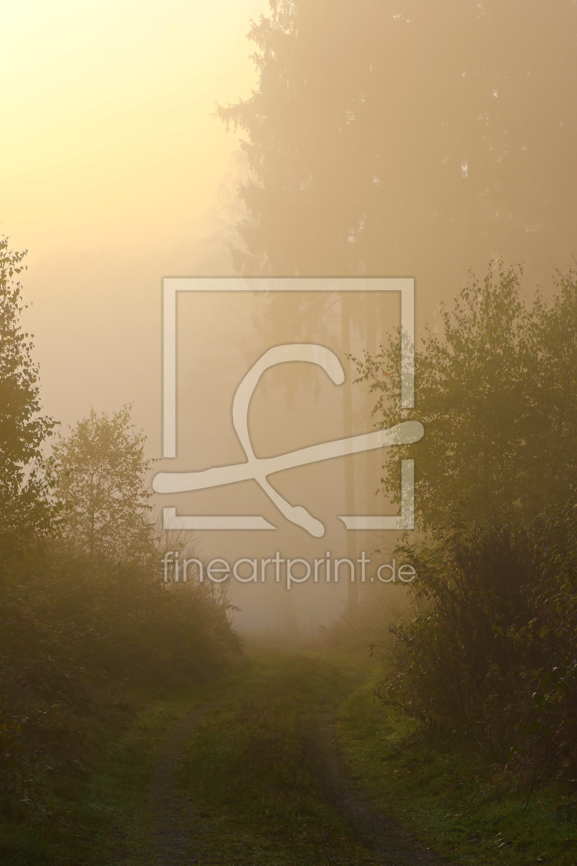 Bild-Nr.: 11856894 Waldweg im Nebel erstellt von falconer59