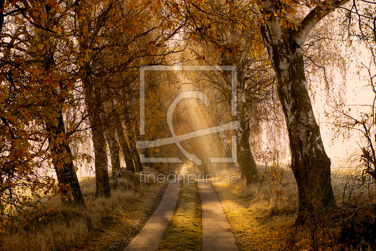 Bild-Nr.: 11857014 Herbstnebel Bild-Nr.: 11857014 Herbstnebel erstellt von Jens Kalanke