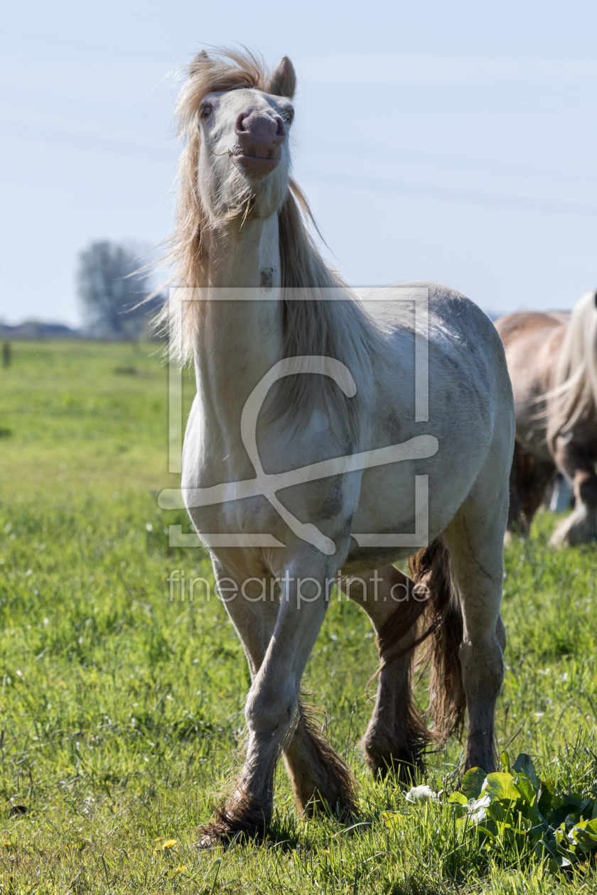 Bild-Nr.: 11857152 Tinker Cremello erstellt von ropo13