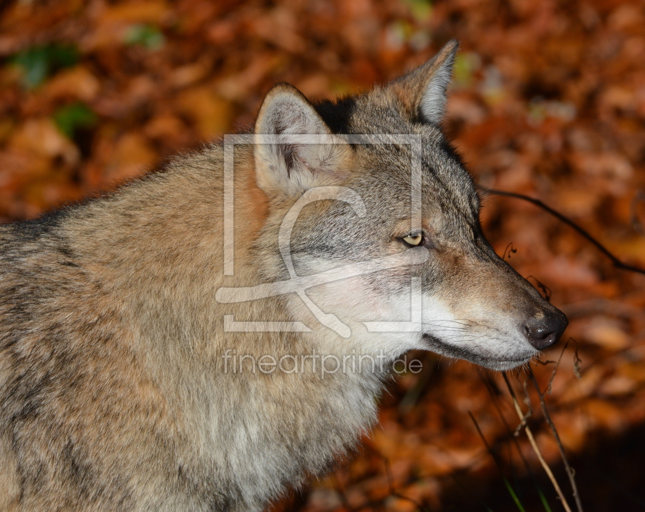 Bild-Nr.: 11857490 junger Wolf erstellt von GUGIGEI