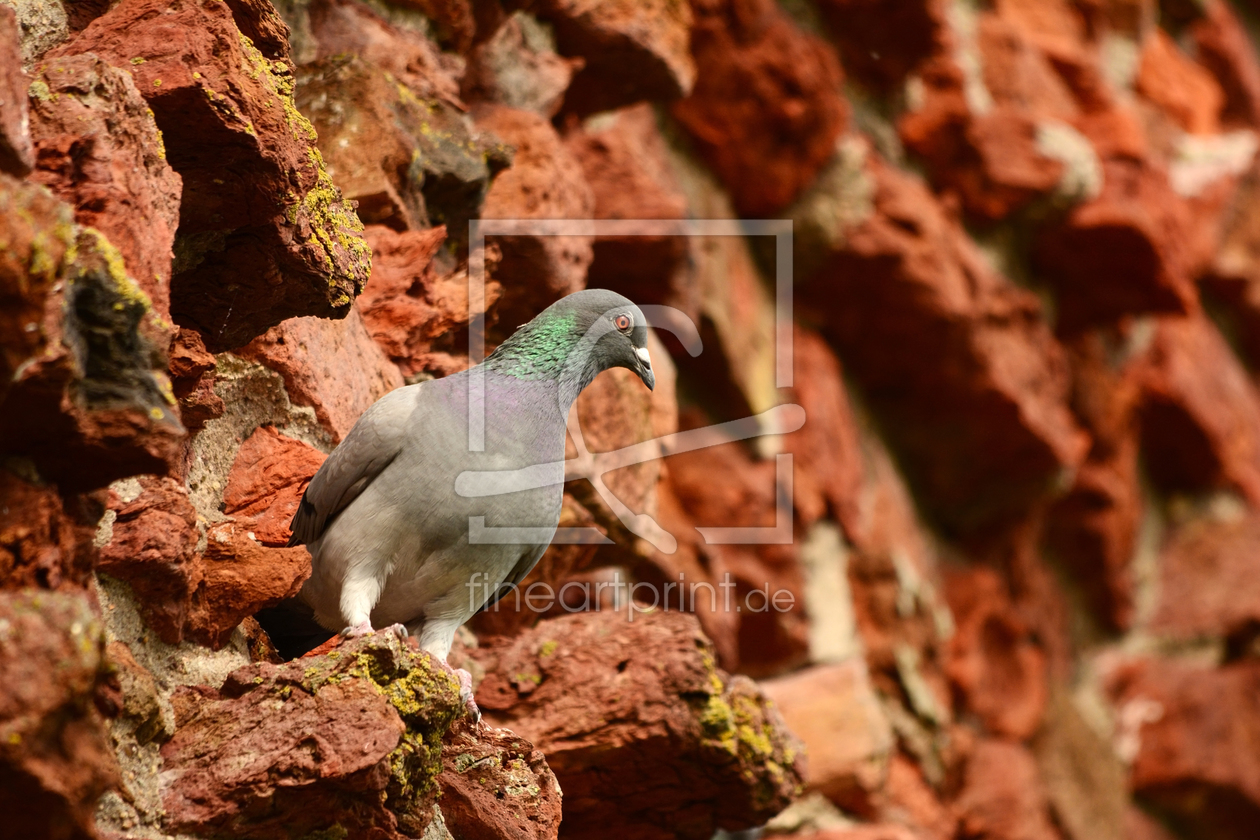 Bild-Nr.: 11857765 Eine Taube in der Wand erstellt von Ostfriese