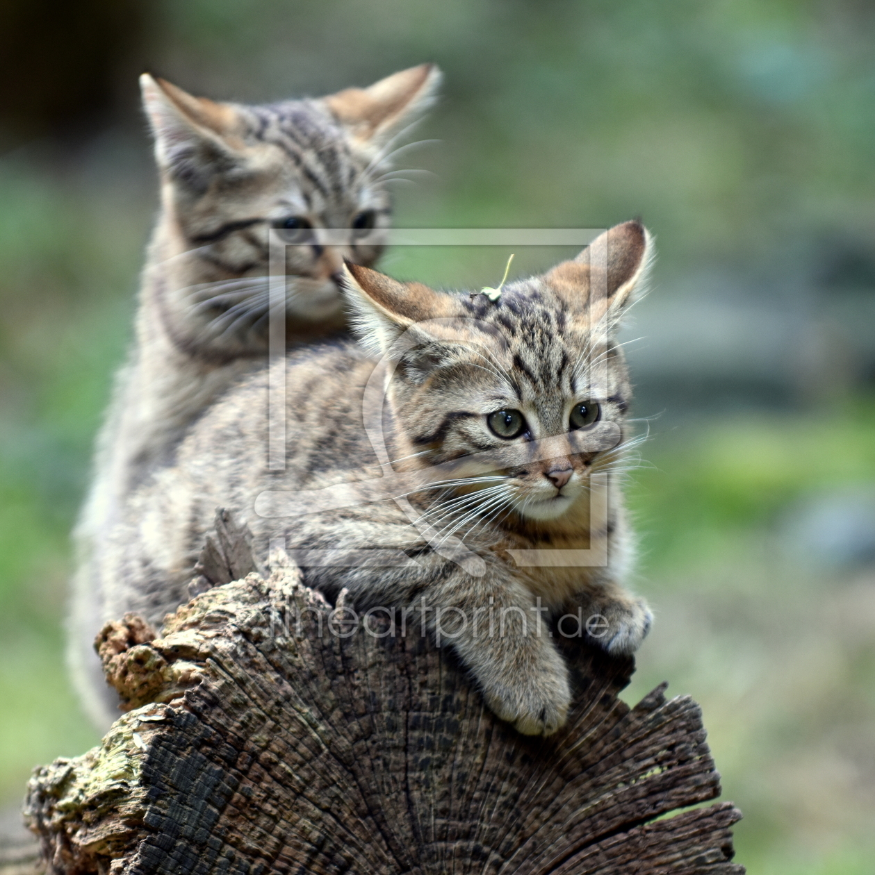 Bild-Nr.: 11858107 Wildkatzennachwuchs erstellt von GUGIGEI