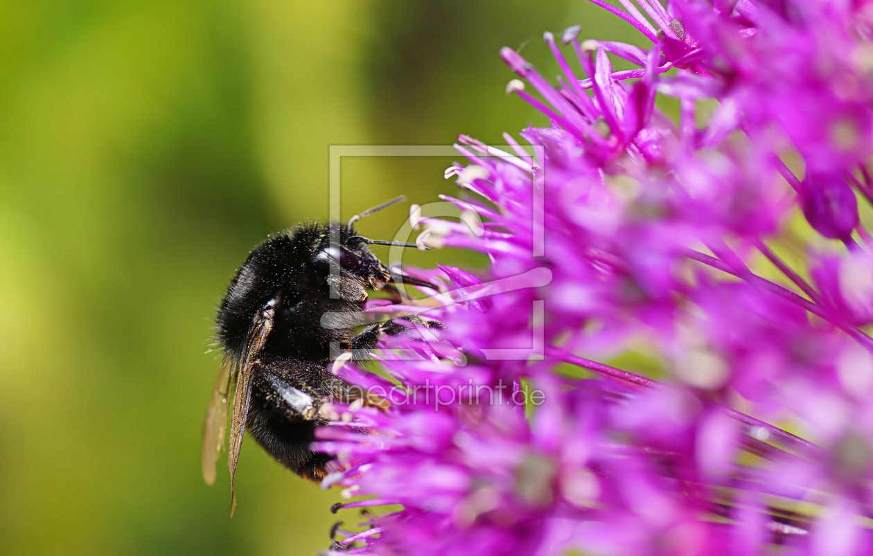 Bild-Nr.: 11858981 Bombus erstellt von MoNoir