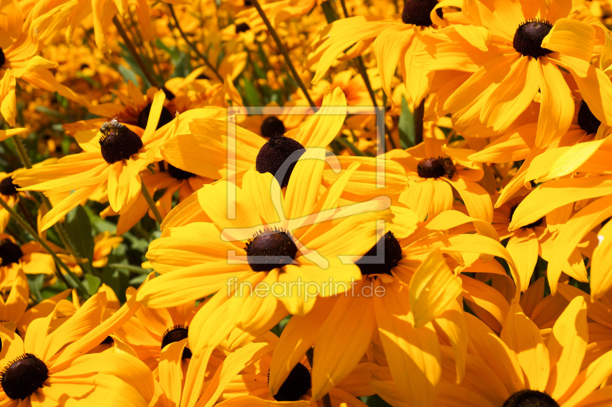 Bild-Nr.: 11859721 gelbe Blumen erstellt von Sandra