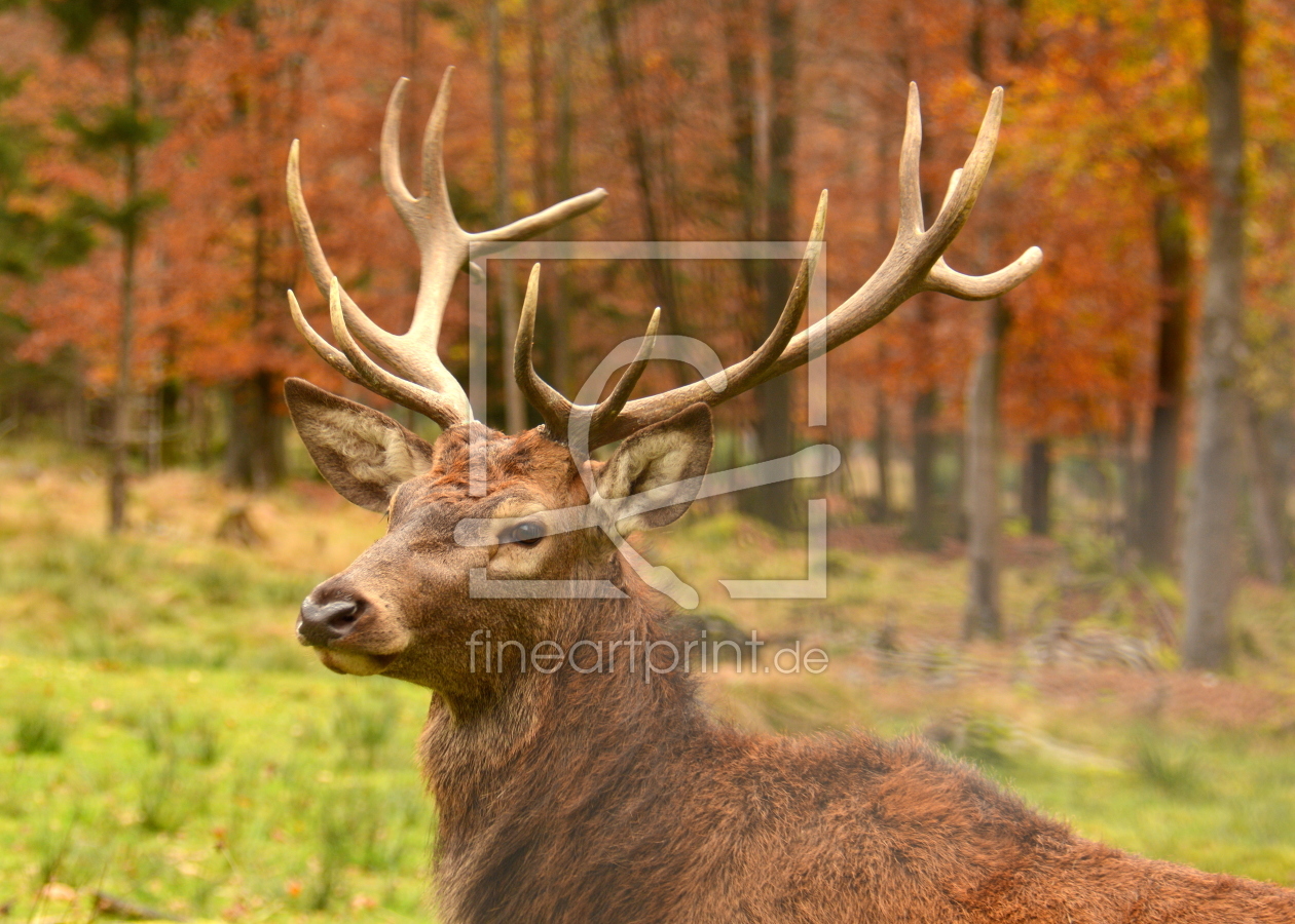 Bild-Nr.: 11860041 Der König der Wälder erstellt von GUGIGEI