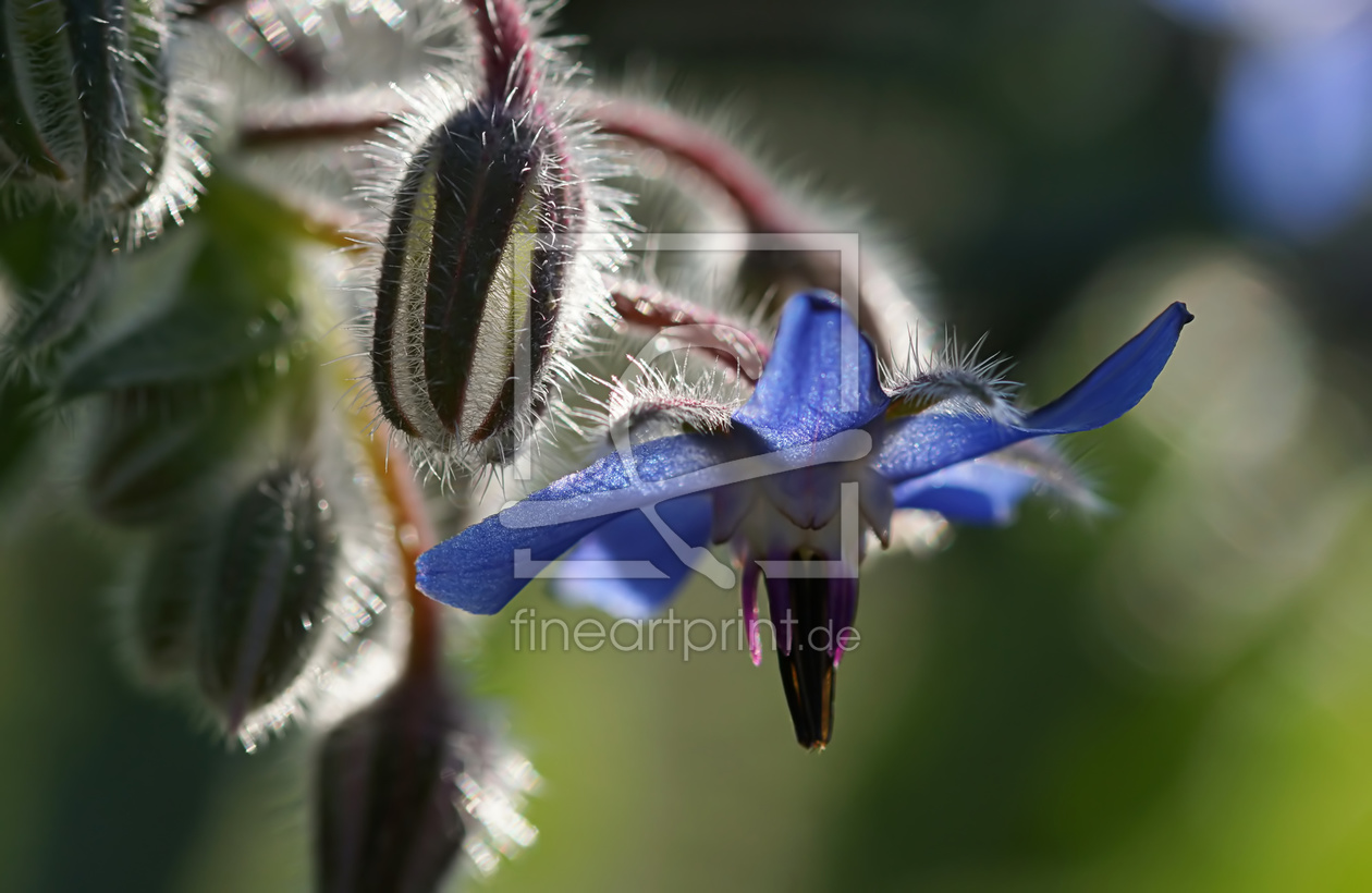 Bild-Nr.: 11860964 Borago erstellt von youhaveadream