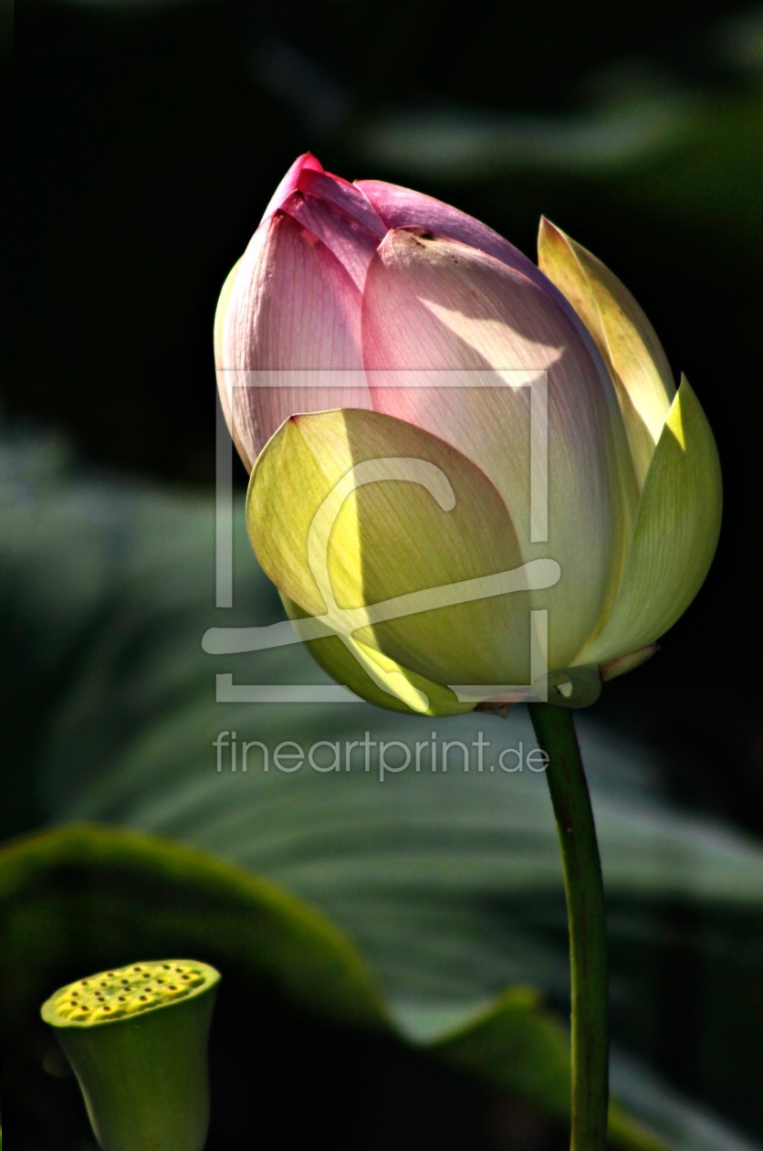 Bild-Nr.: 11861681 Lotus im Licht erstellt von MonikaIburg